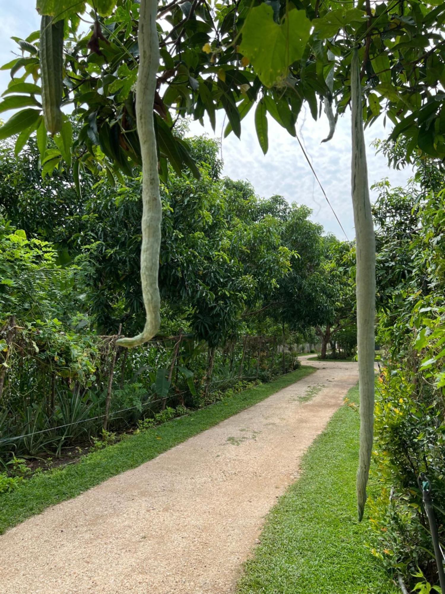 Sayon River Cottage & Eco Garden Monaragala المظهر الخارجي الصورة