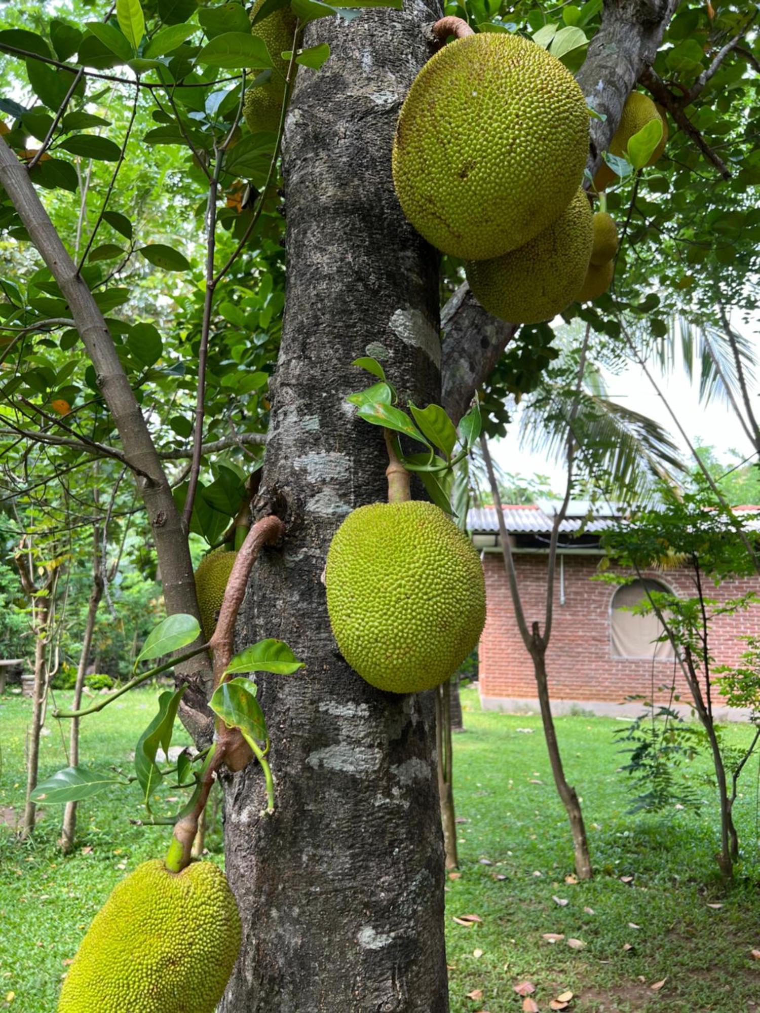 Sayon River Cottage & Eco Garden Monaragala المظهر الخارجي الصورة