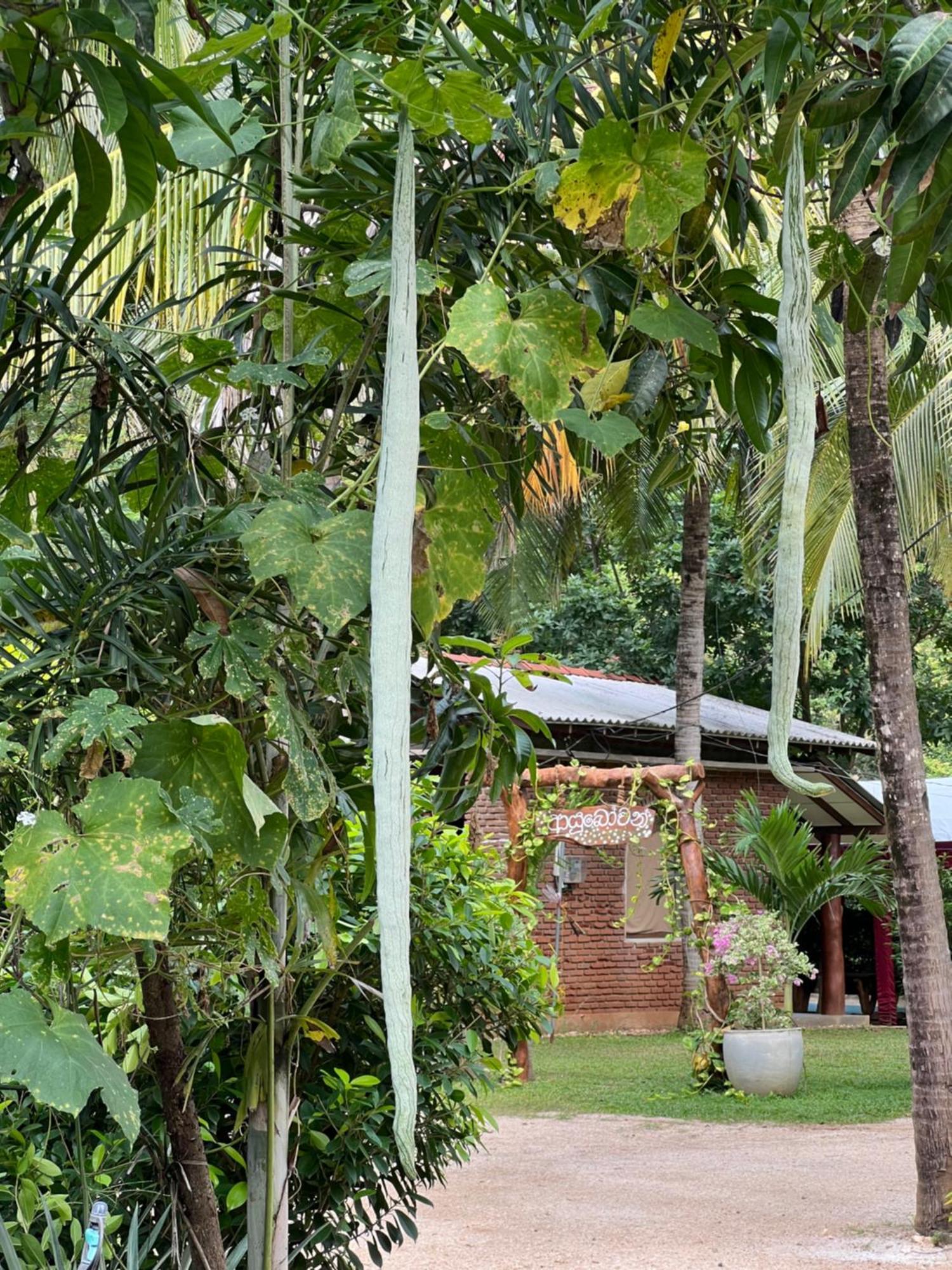 Sayon River Cottage & Eco Garden Monaragala المظهر الخارجي الصورة